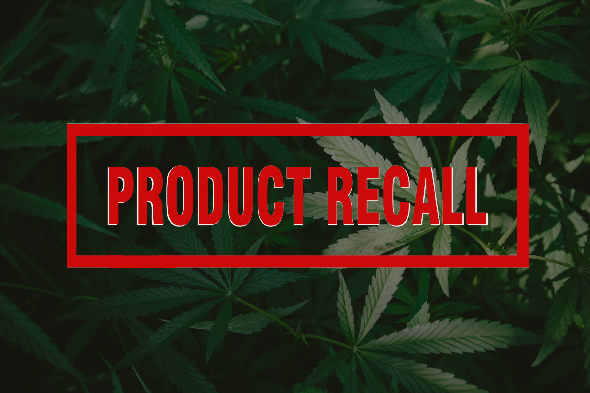 Navigating Cannabis Safety: Recent Recalls By California's Department ...