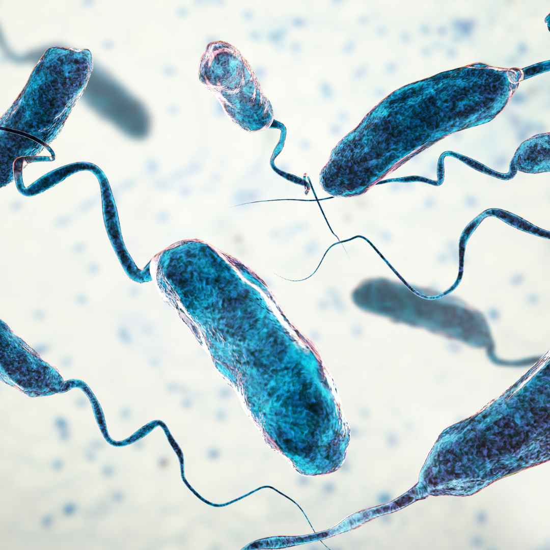 Definitive Defense: Beating Vibrio Vulnificus with Knowledge and Prevention