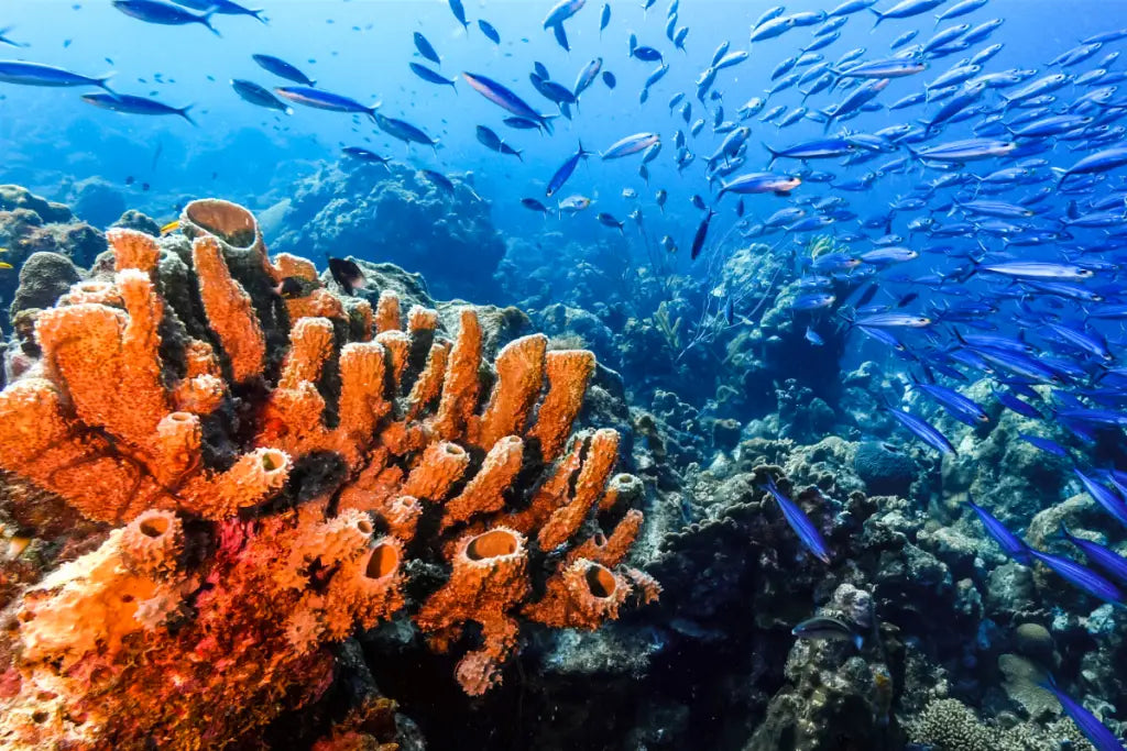 Oceans of Change: Navigating the Depths of Conservation for a Sustainable Future