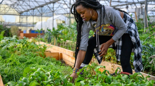 Vertical Farming: The Future of Urban Agriculture